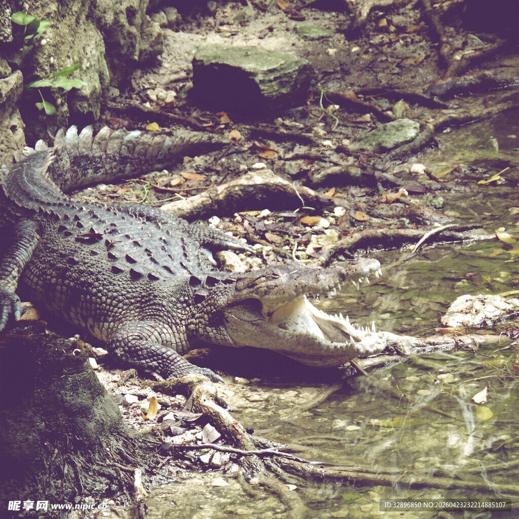 水中休憩的鳄鱼