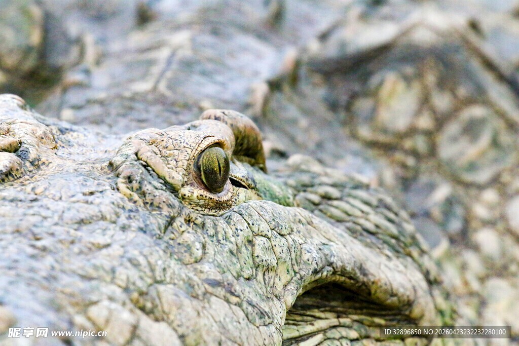 鳄鱼眼部特写
