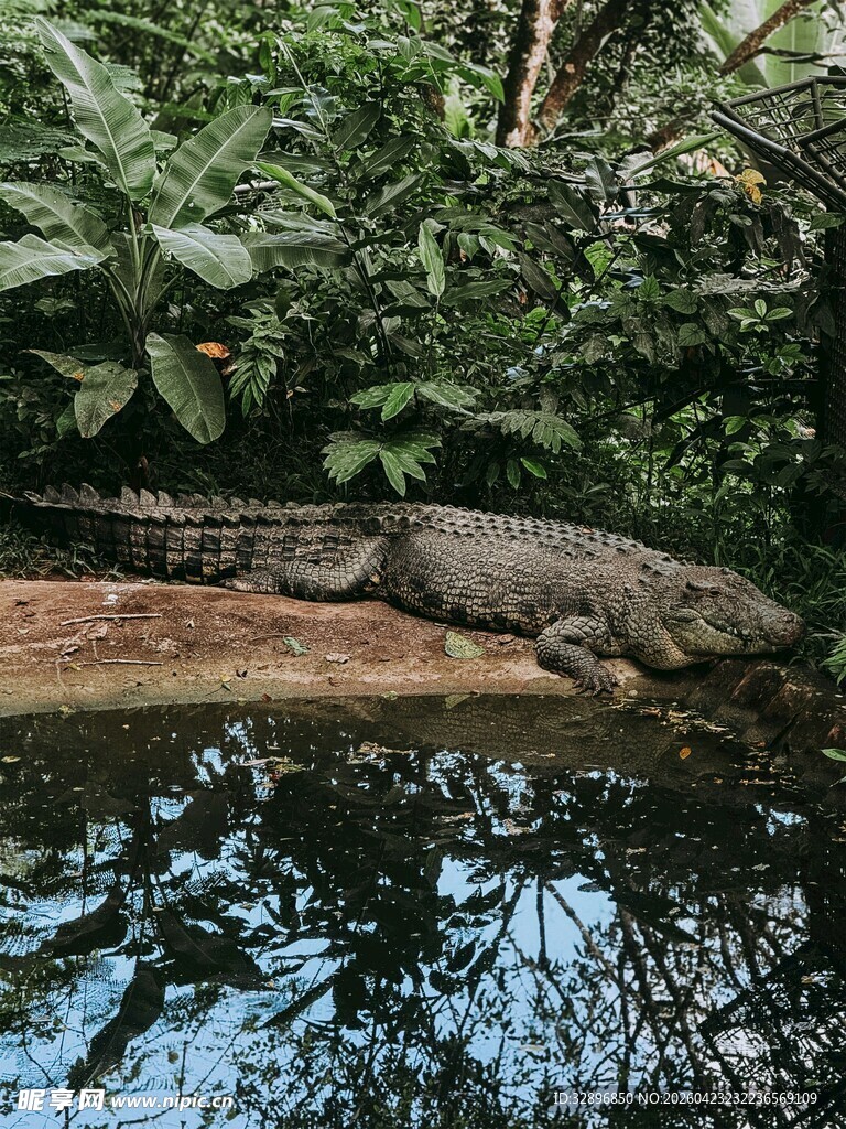 水中休憩的鳄鱼