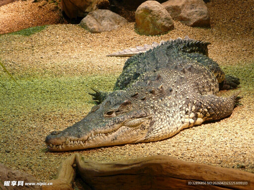 趴着的鳄鱼