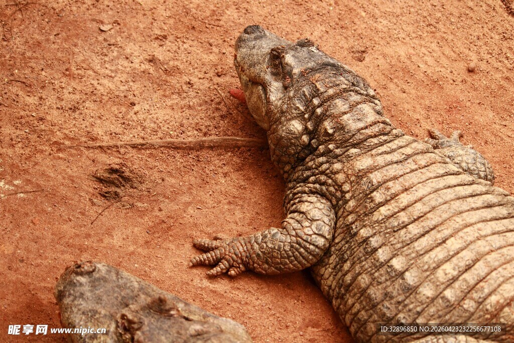 趴着的鳄鱼