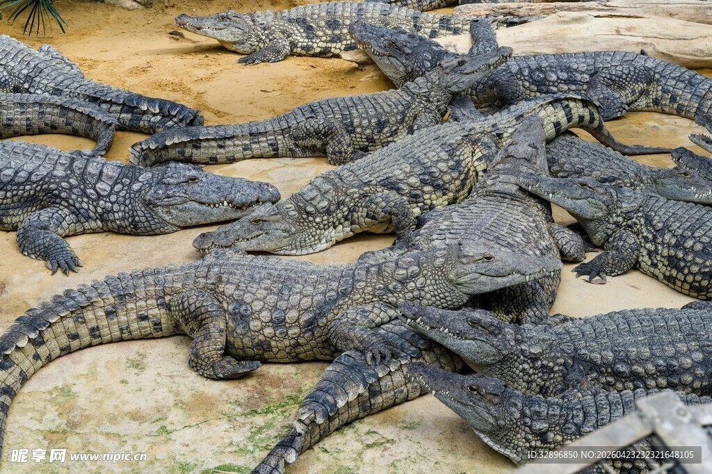 一群鳄鱼趴在一起