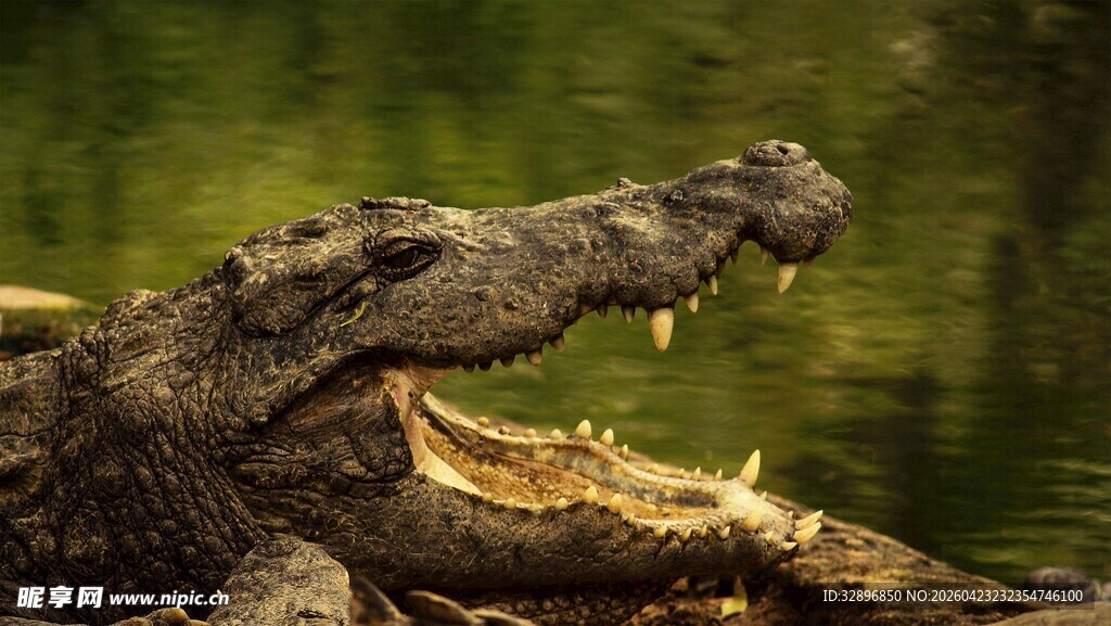 张嘴咆哮的凶猛鳄鱼