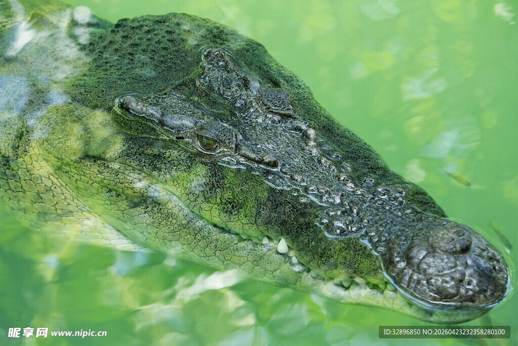 水中鳄鱼特写
