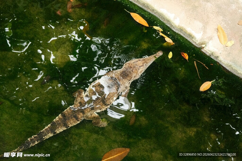水中游弋的奇异长嘴鱼