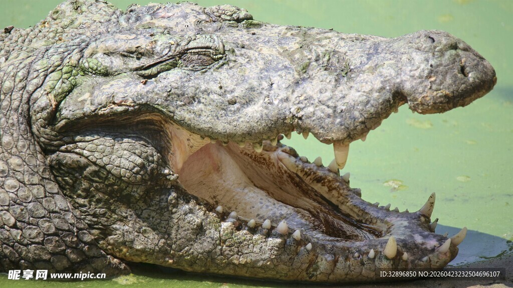 张嘴的鳄鱼特写