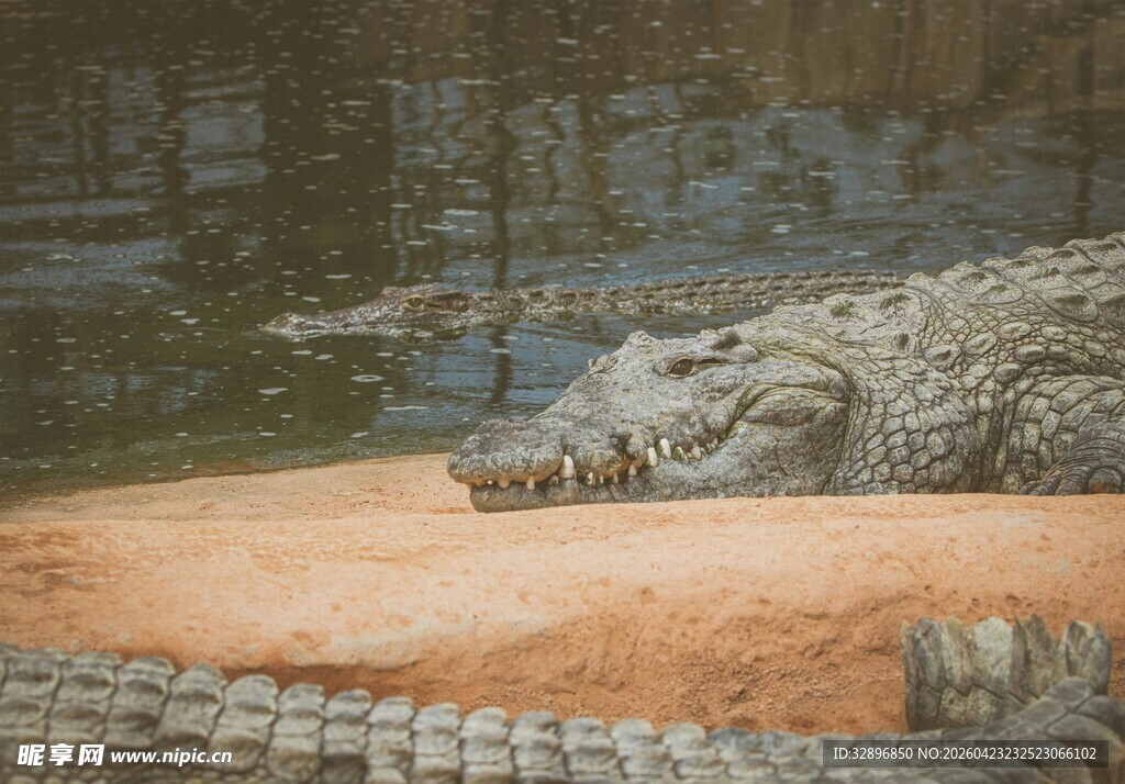 岸边休憩的鳄鱼