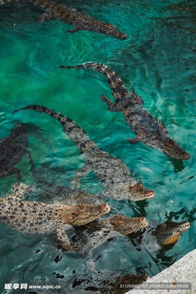 水中鳄鱼群