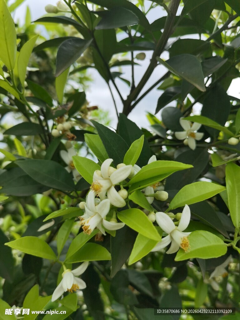 柑橘树绽放的白色小花