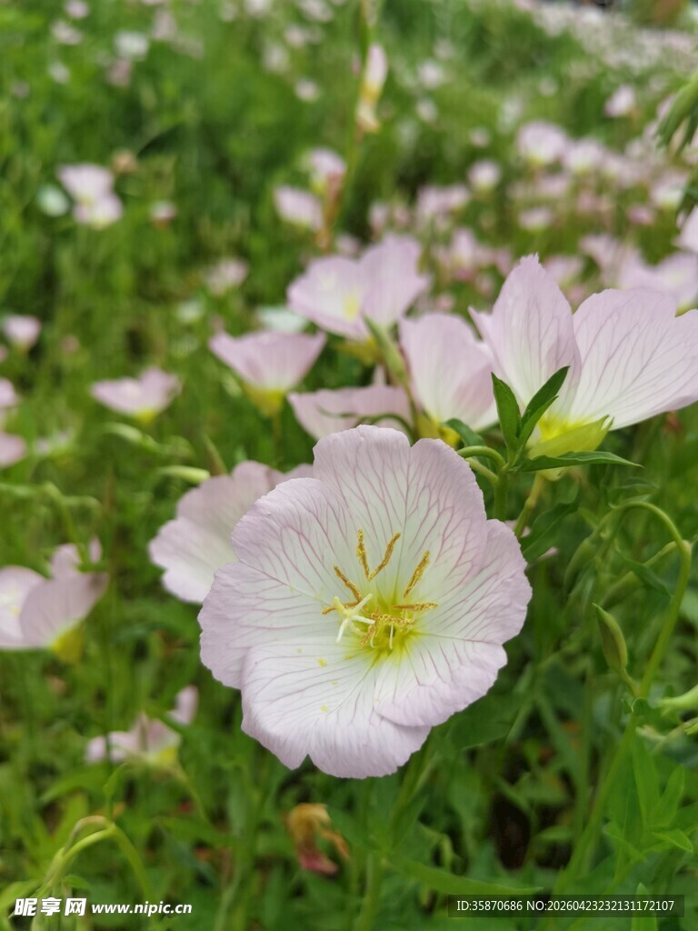 田野中的美丽月见草