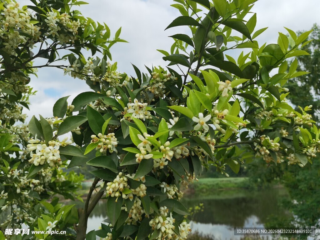 柑橘树繁花盛开