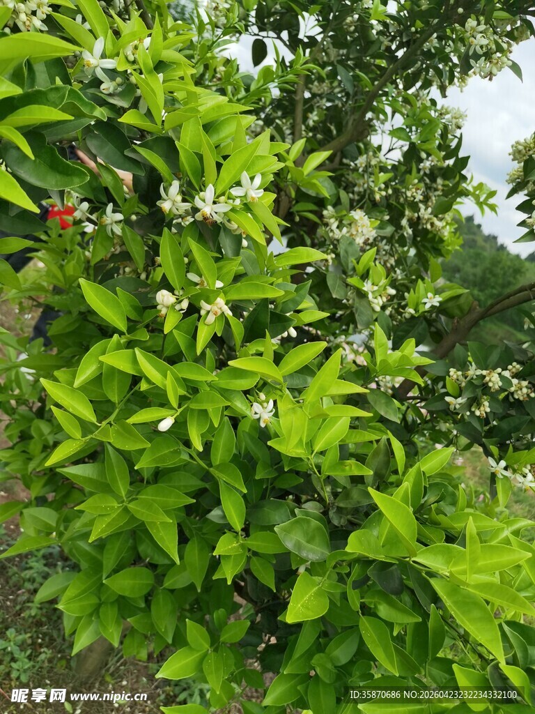 繁茂绿植展现自然清新生机