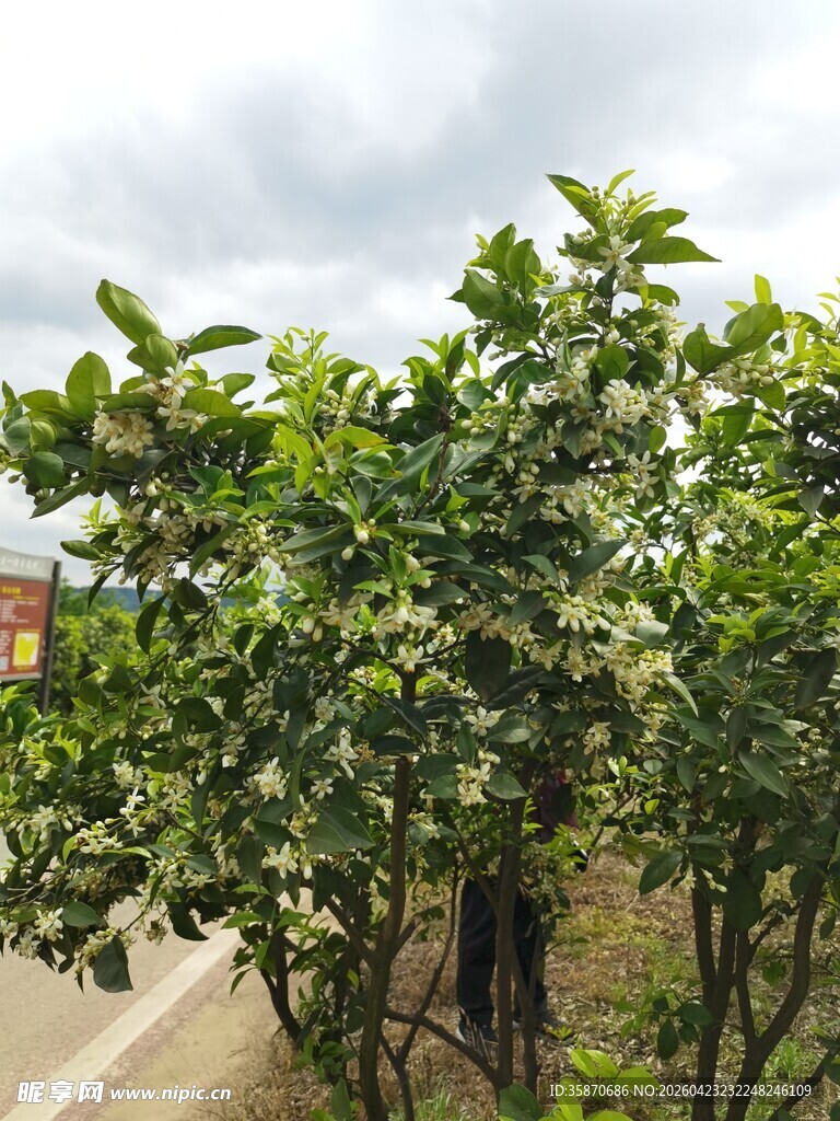 路边绿植景观
