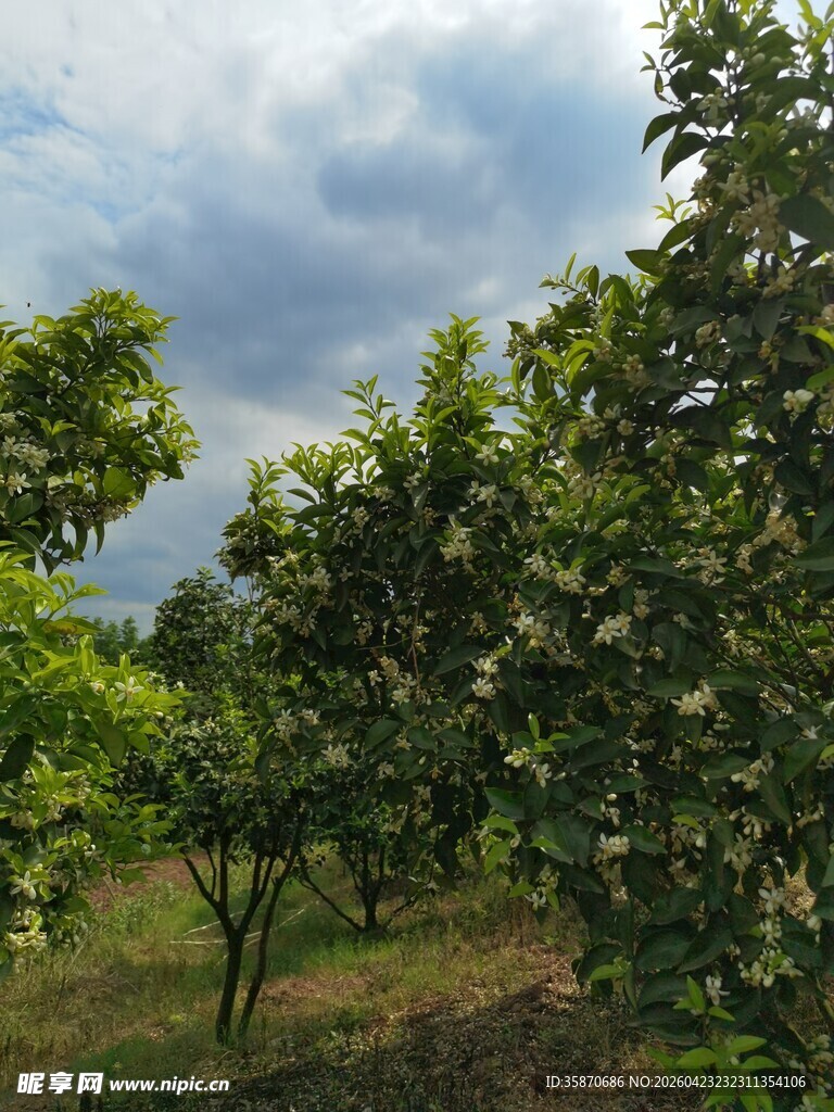 绿意盎然的果园风光