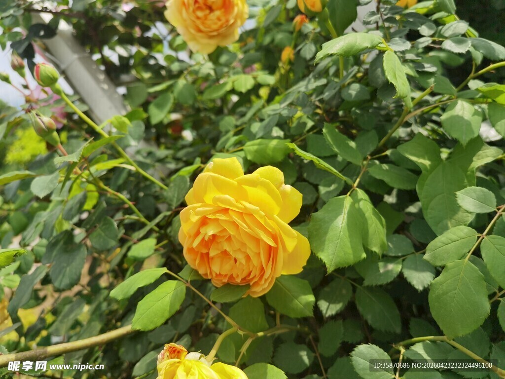绽放的黄色月季花