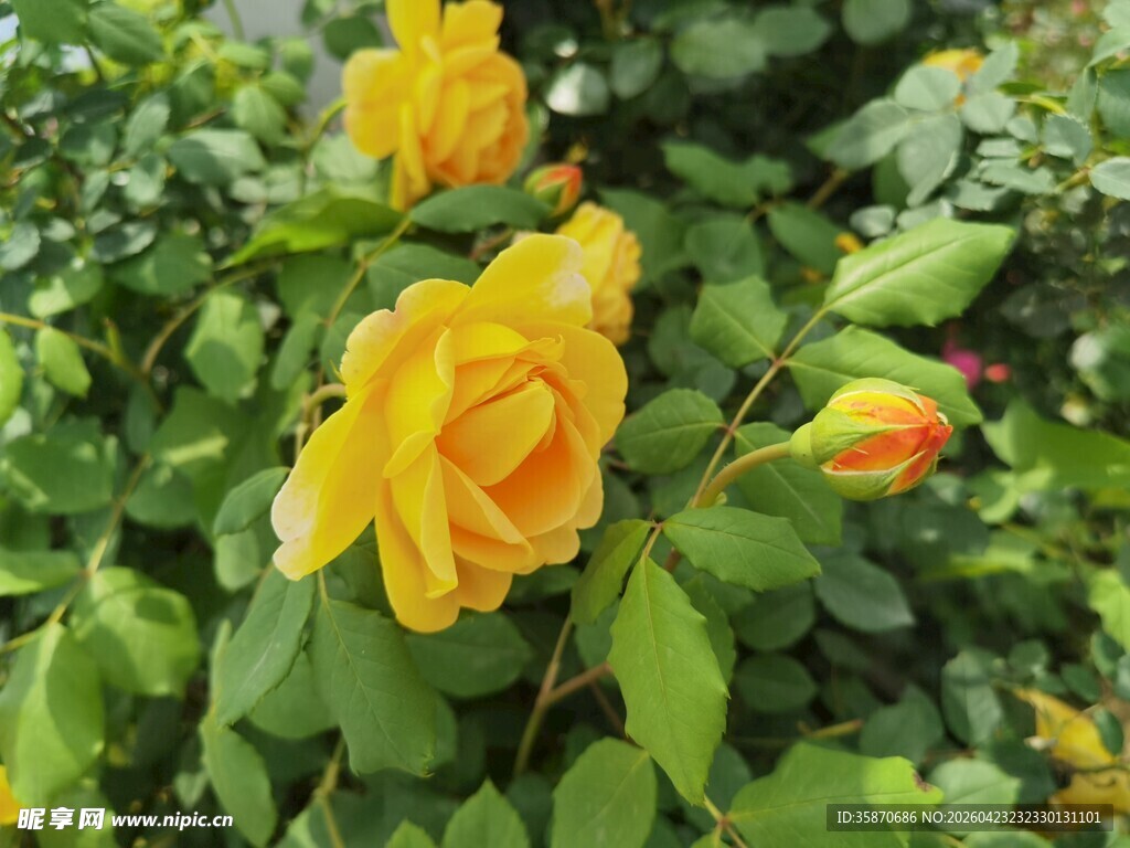 绽放的黄色月季花