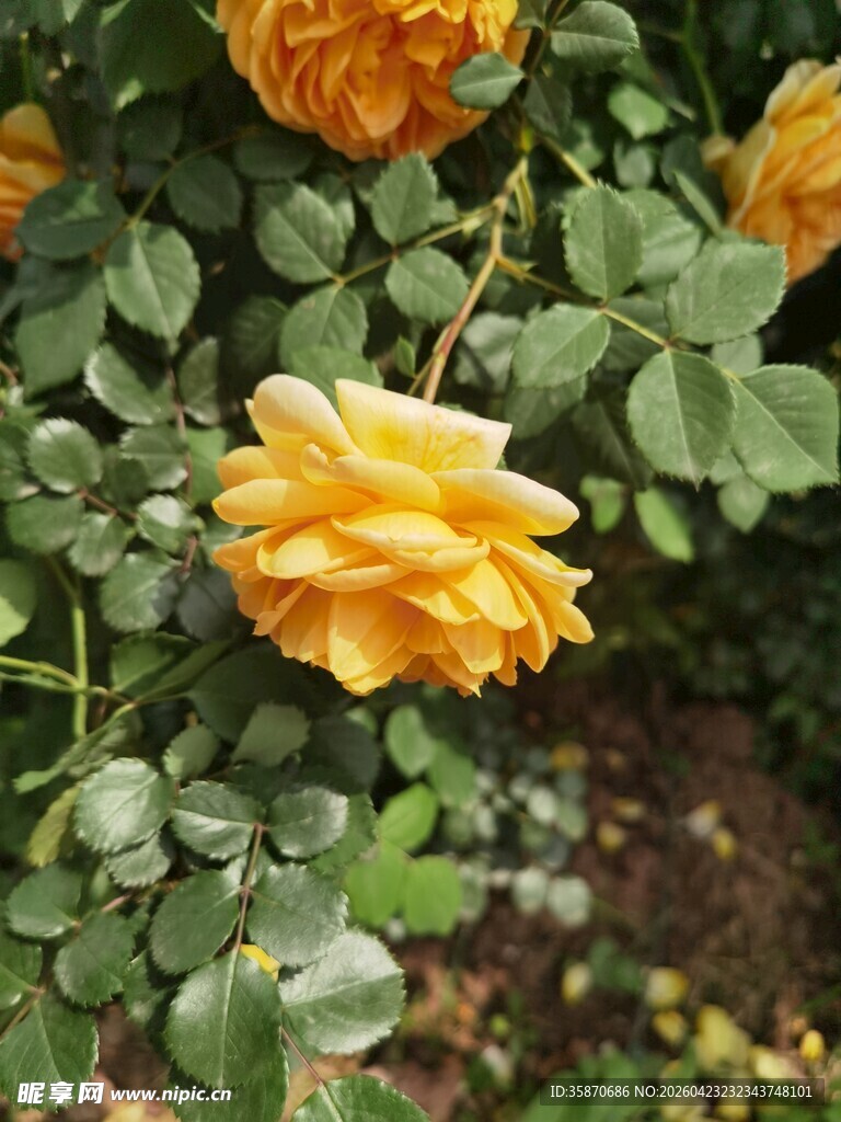 金黄绽放的娇艳月季花