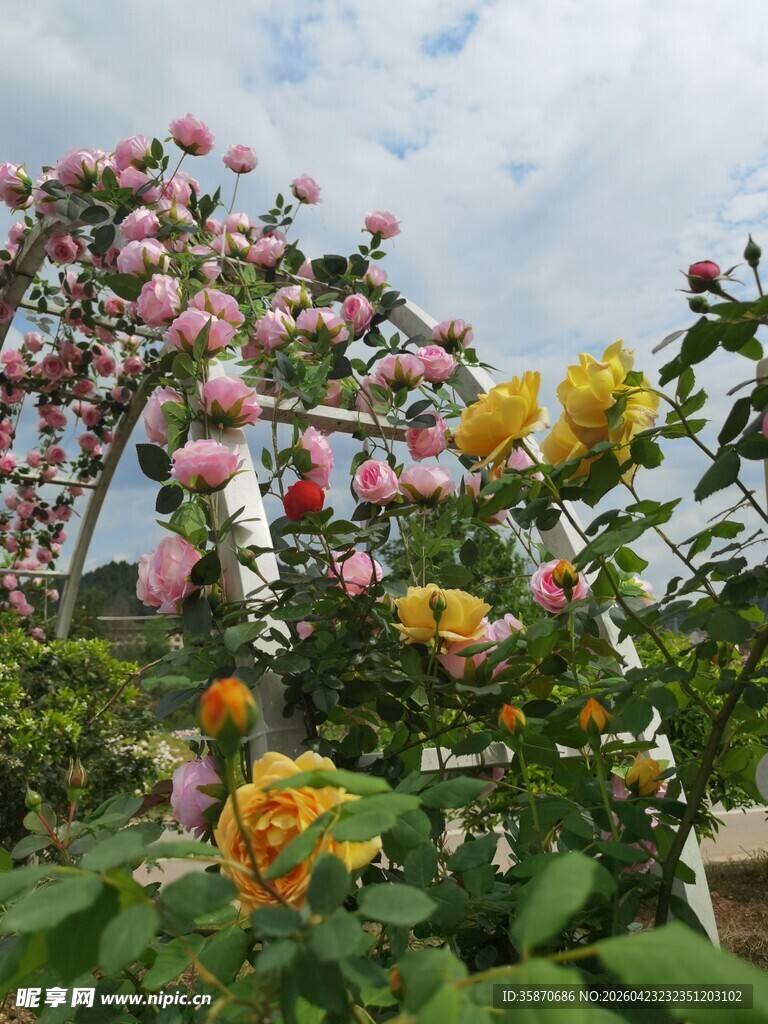 繁花簇拥的拱门美景