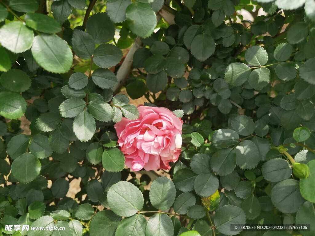 绿叶丛中娇艳的粉红玫瑰