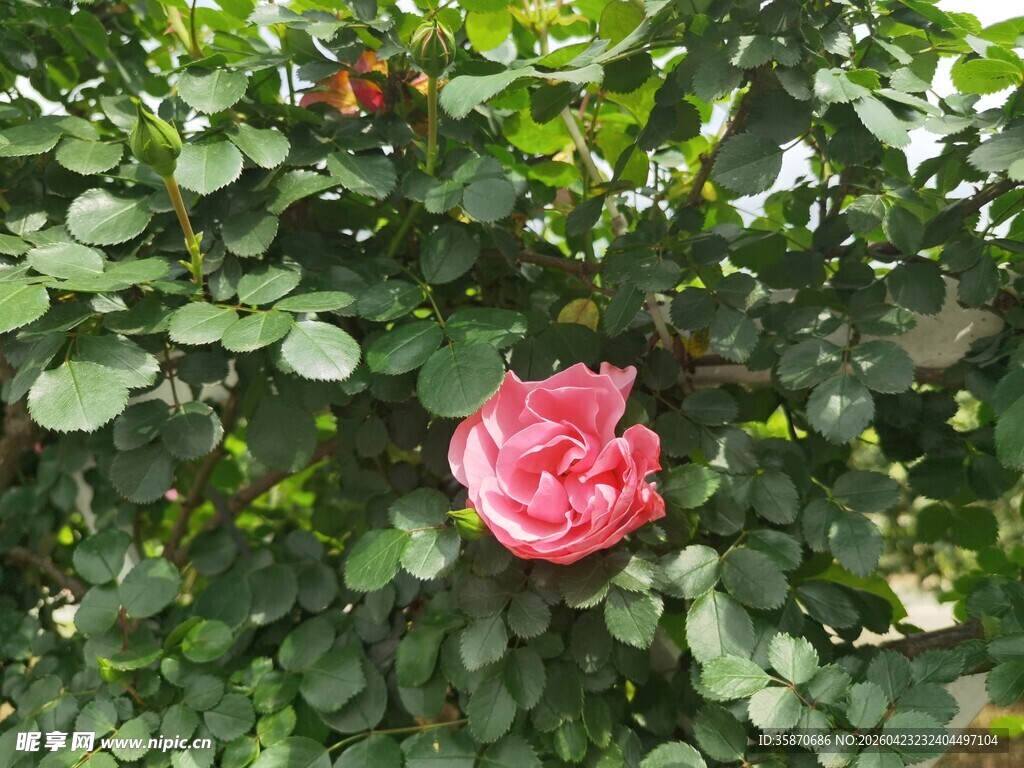 绿叶丛中娇艳的粉红玫瑰