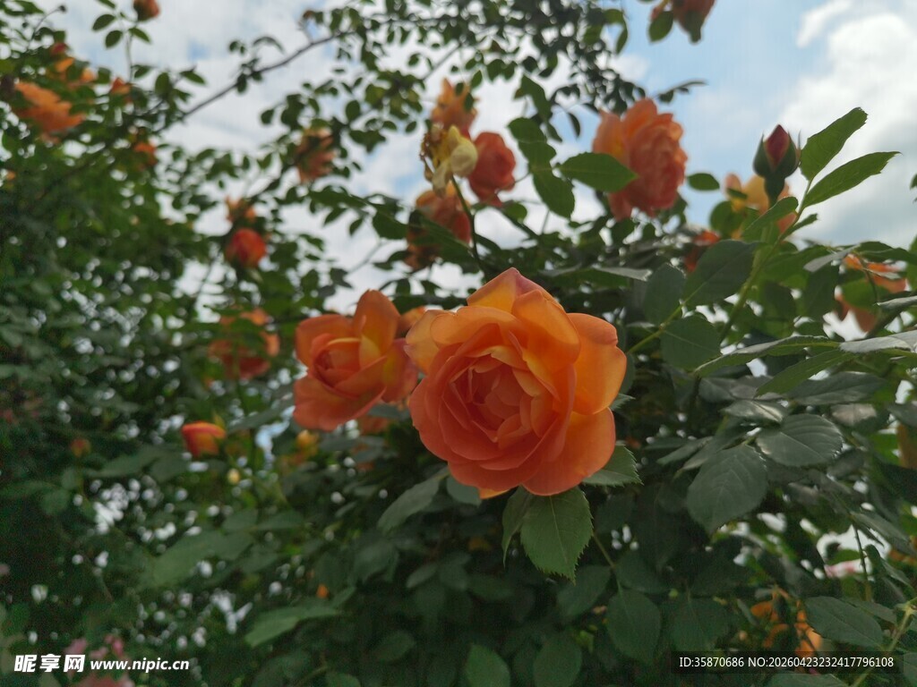 绽放的橙色月季花