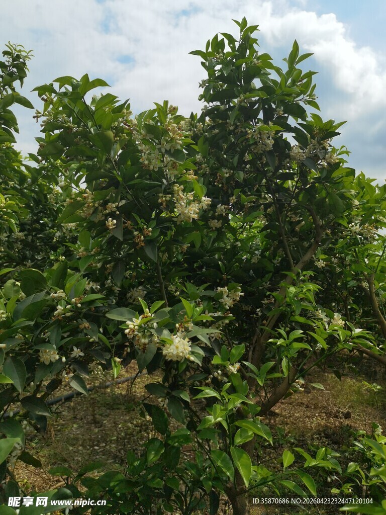 繁茂果园中的绿叶树木