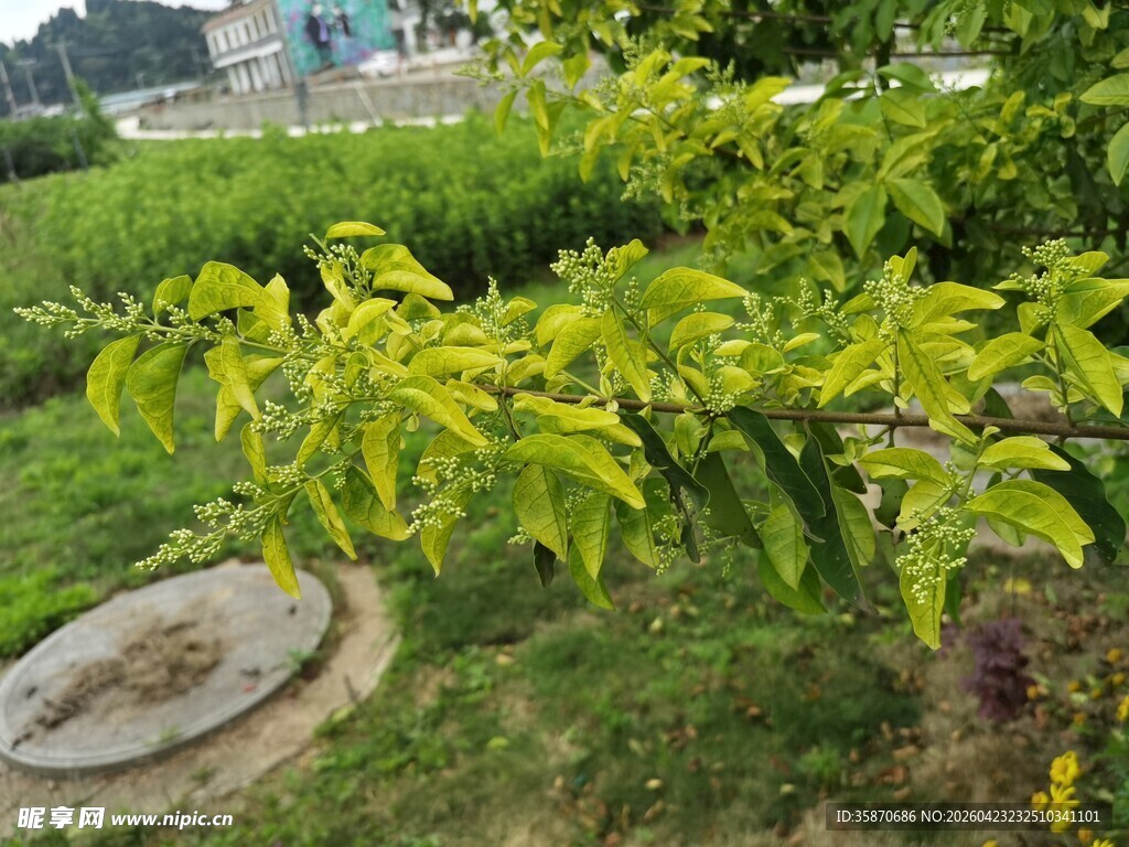 绿叶繁茂的地面植物景观