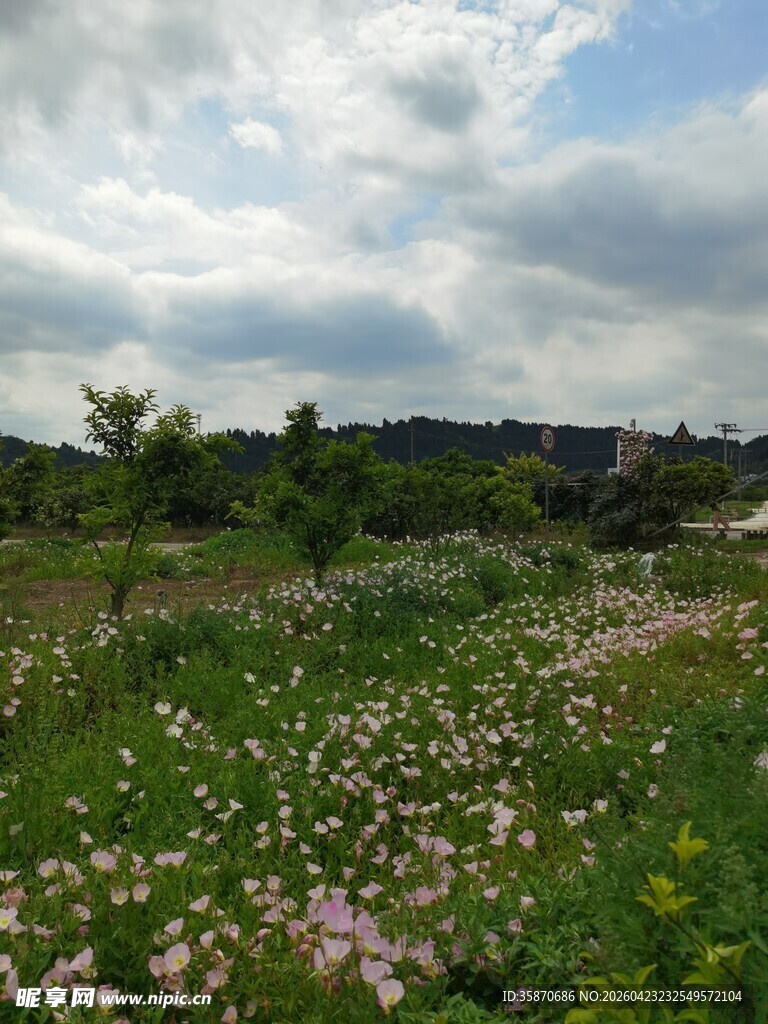 花海绿野自然清新风光
