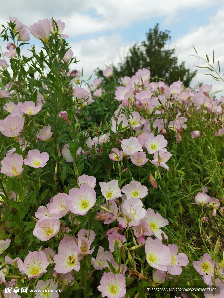 粉色繁花绽放于绿植间