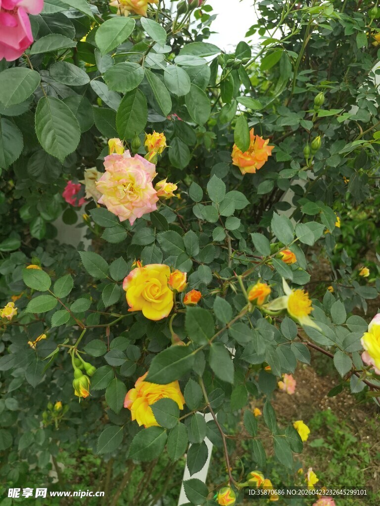 多彩蔷薇绽放花丛中