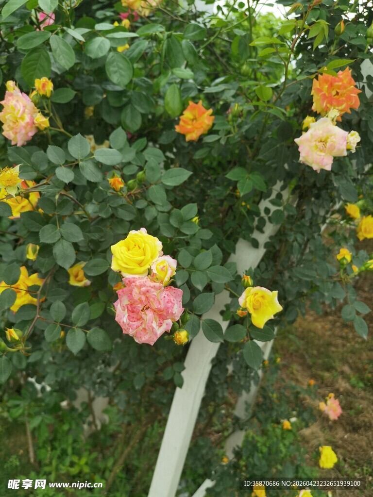 多彩玫瑰花丛绽放