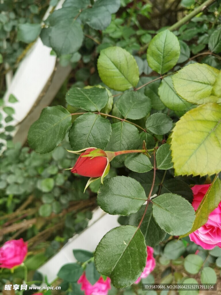 娇艳花丛中的多彩花卉