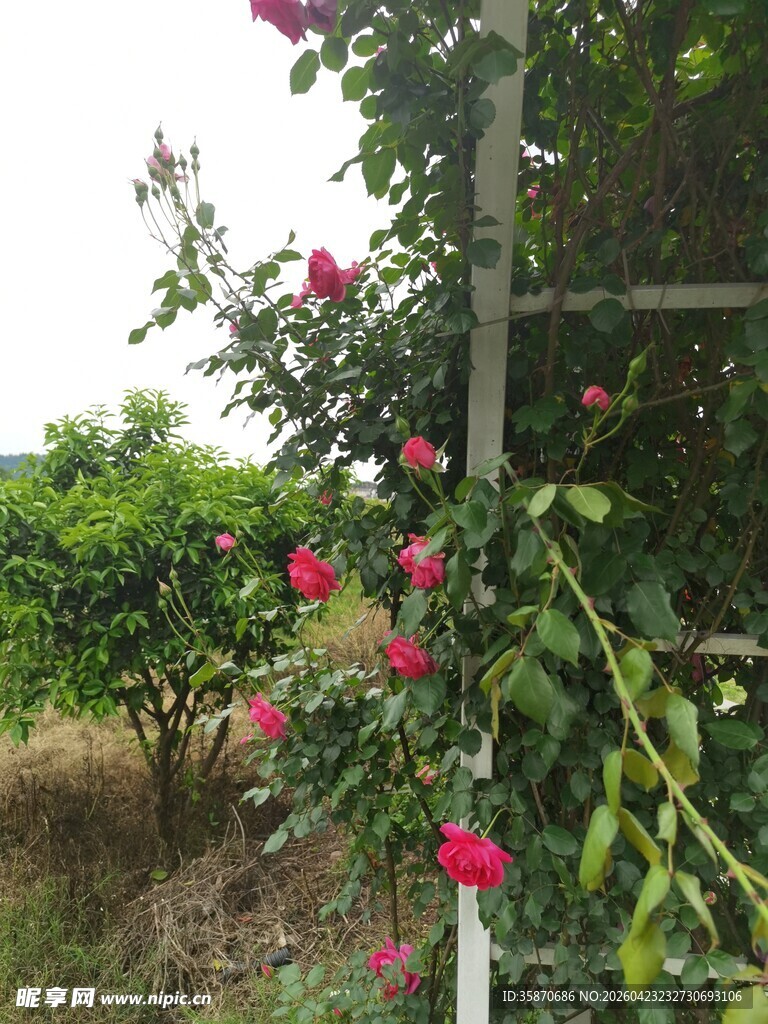 栅栏旁绽放的娇艳月季花