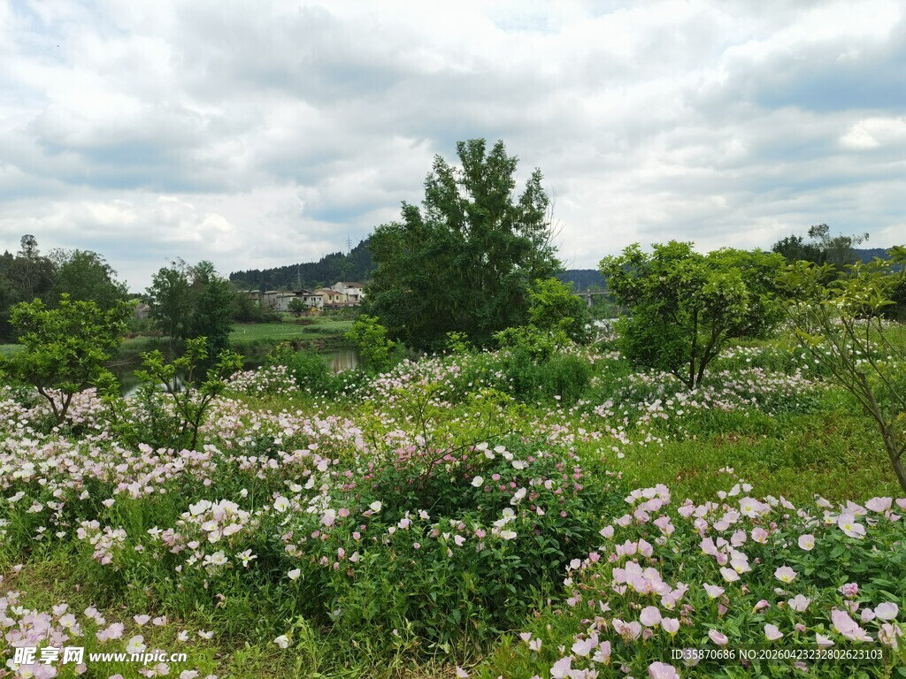 田野间盛放的缤纷野花