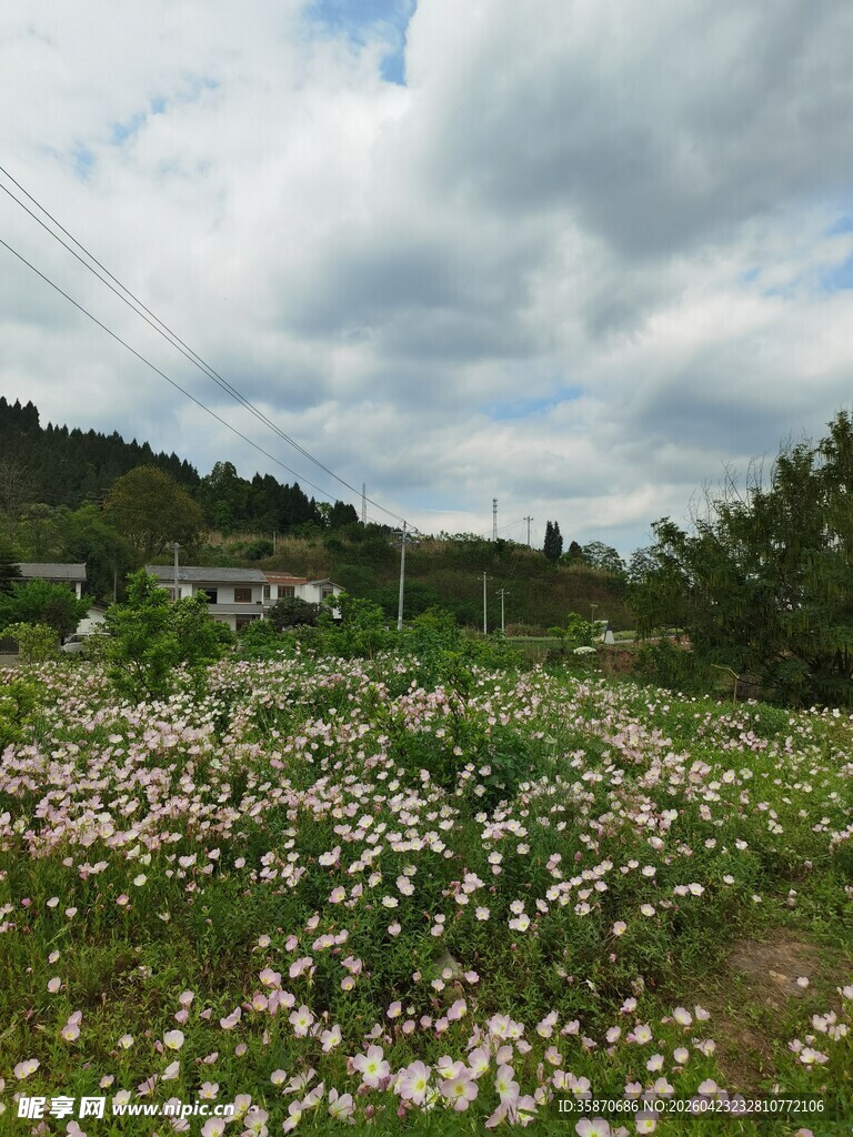 田野间盛放的蒲公英花海