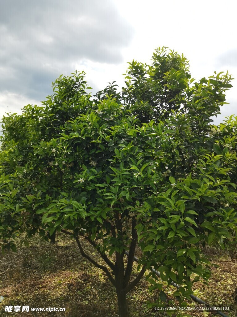 田野中的茂盛绿树