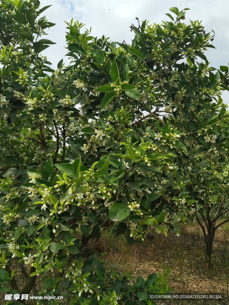 繁茂果园绿植景观