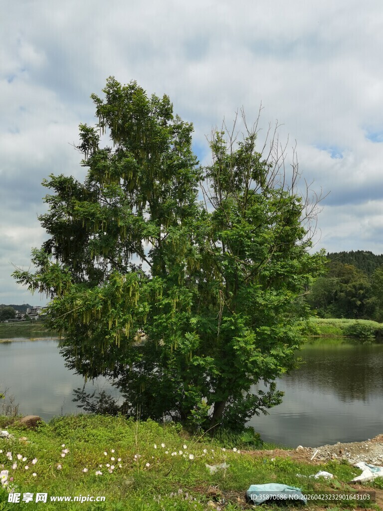 湖畔绿树风景