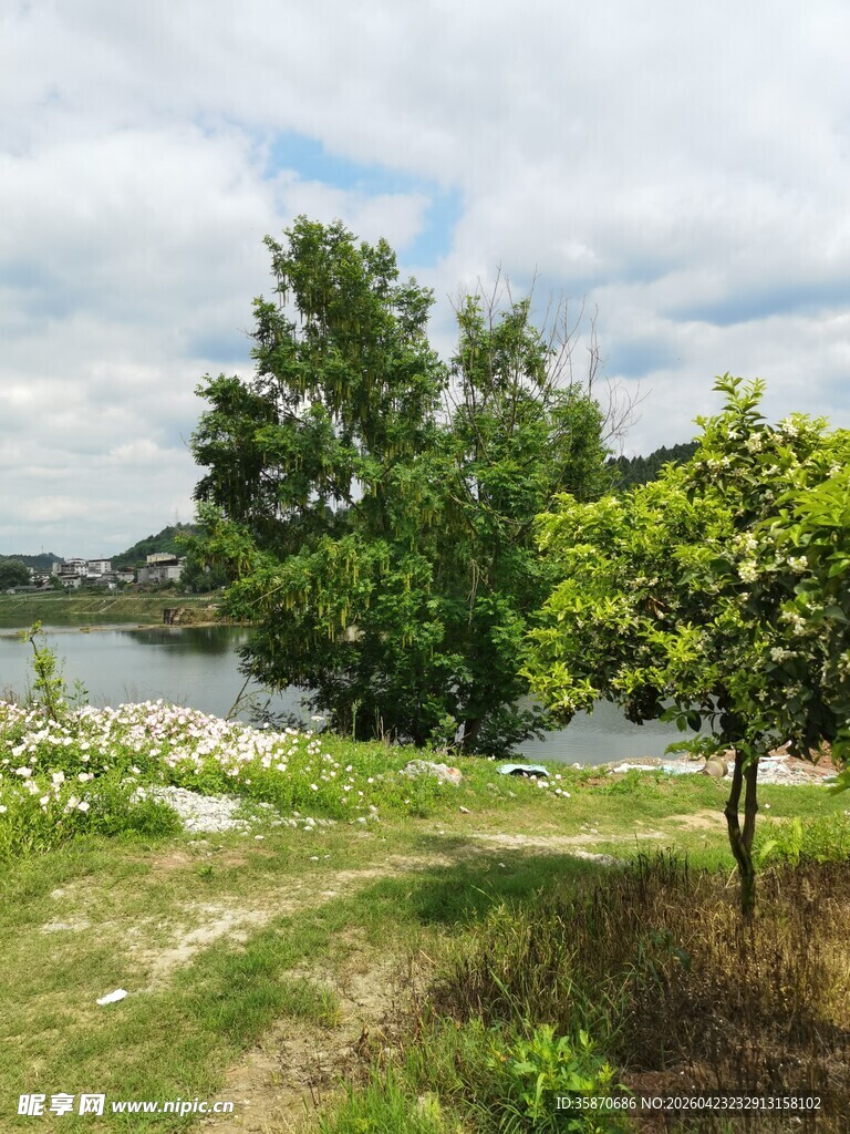河畔绿树成荫的自然美景