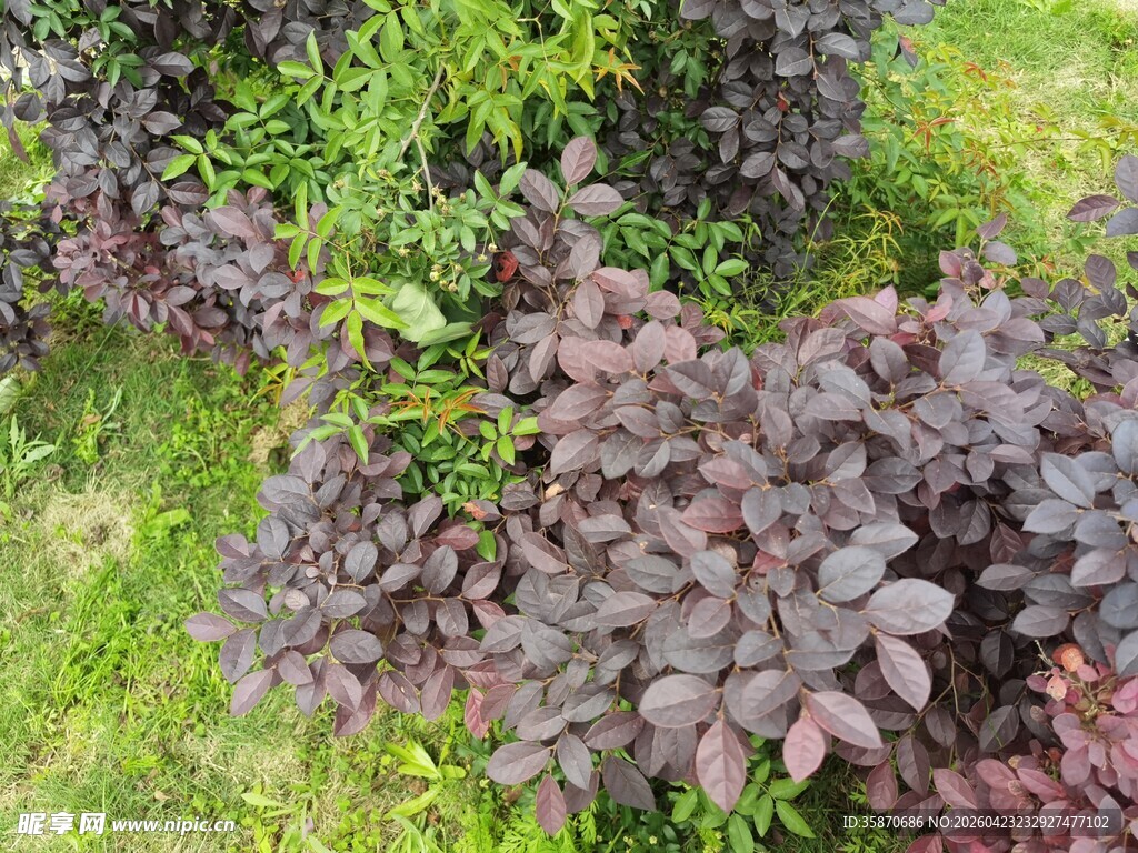 多彩灌木植物景观