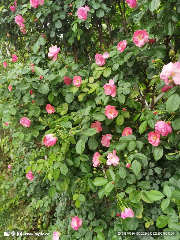 繁花似锦的粉色蔷薇花丛