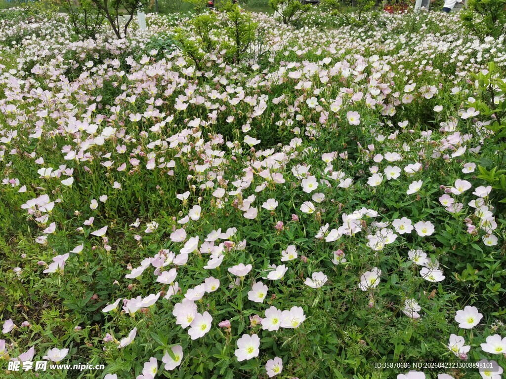 白色雏菊盛开的美丽花田