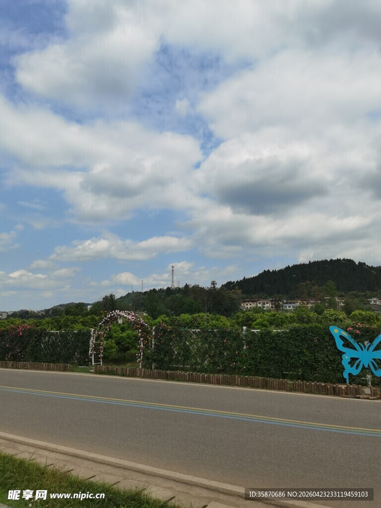 公路旁的蓝蝴蝶风景