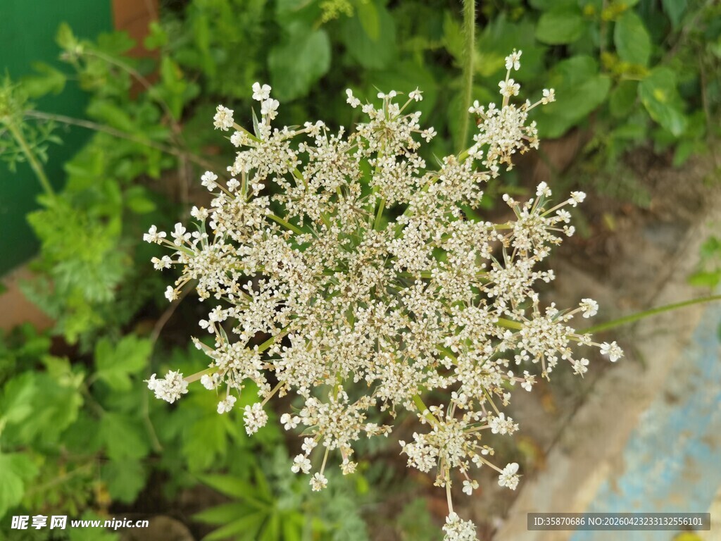 白色小花植物特写