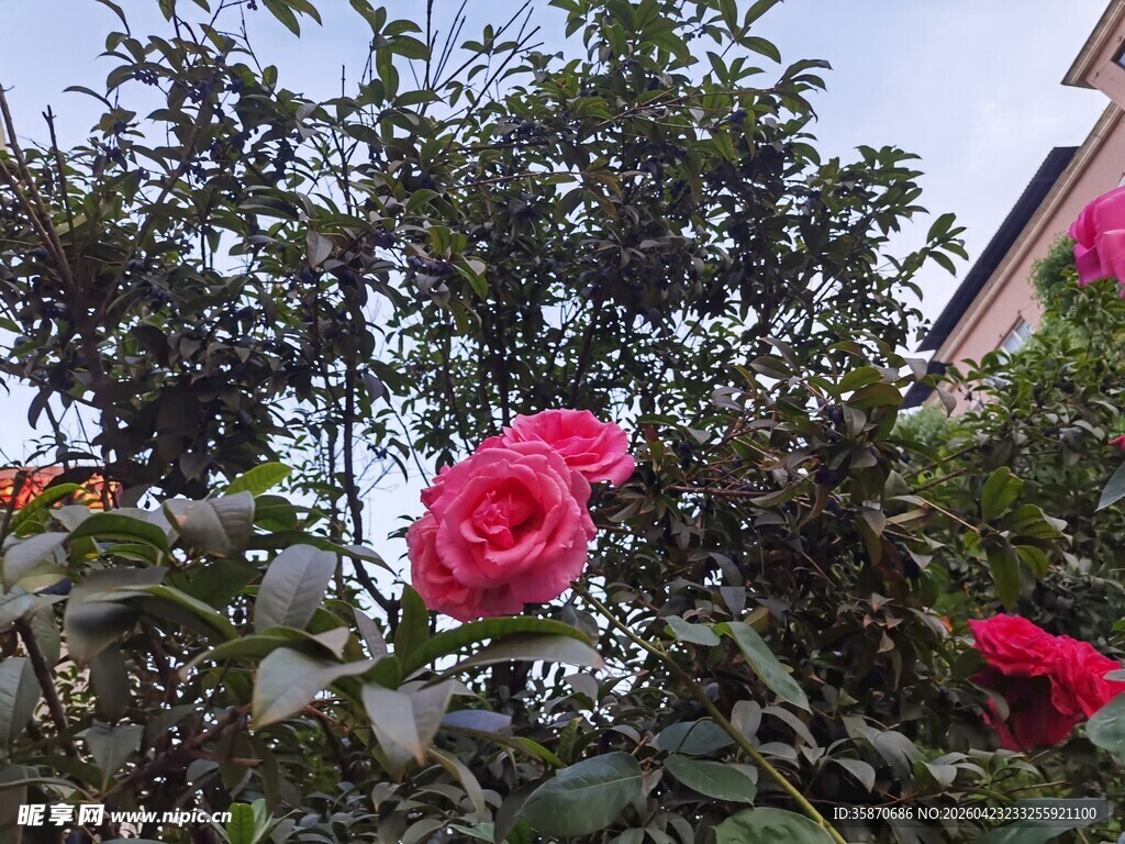 娇艳盛开的粉色月季花