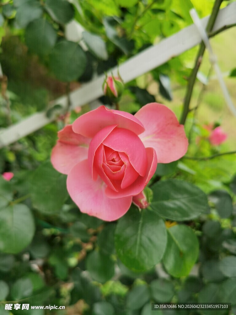 娇艳盛开的粉红色山茶花