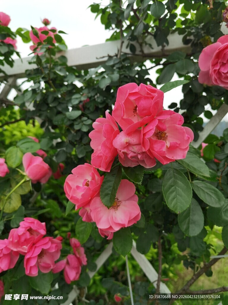 娇艳盛开的粉红色月季花