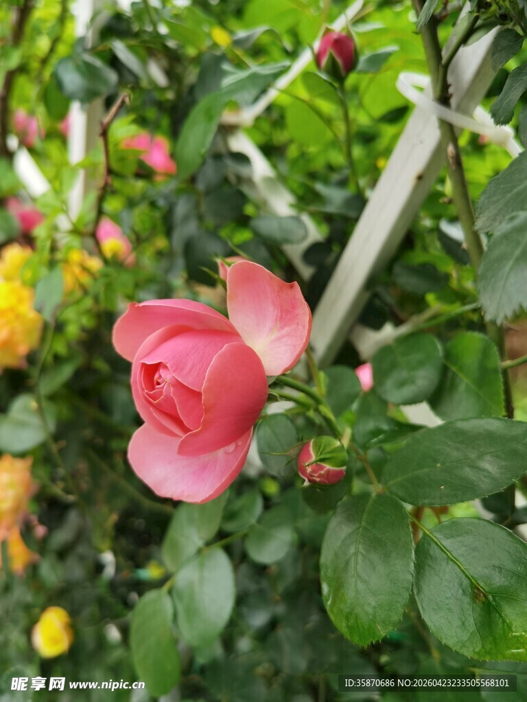 娇艳绽放的粉色月季花