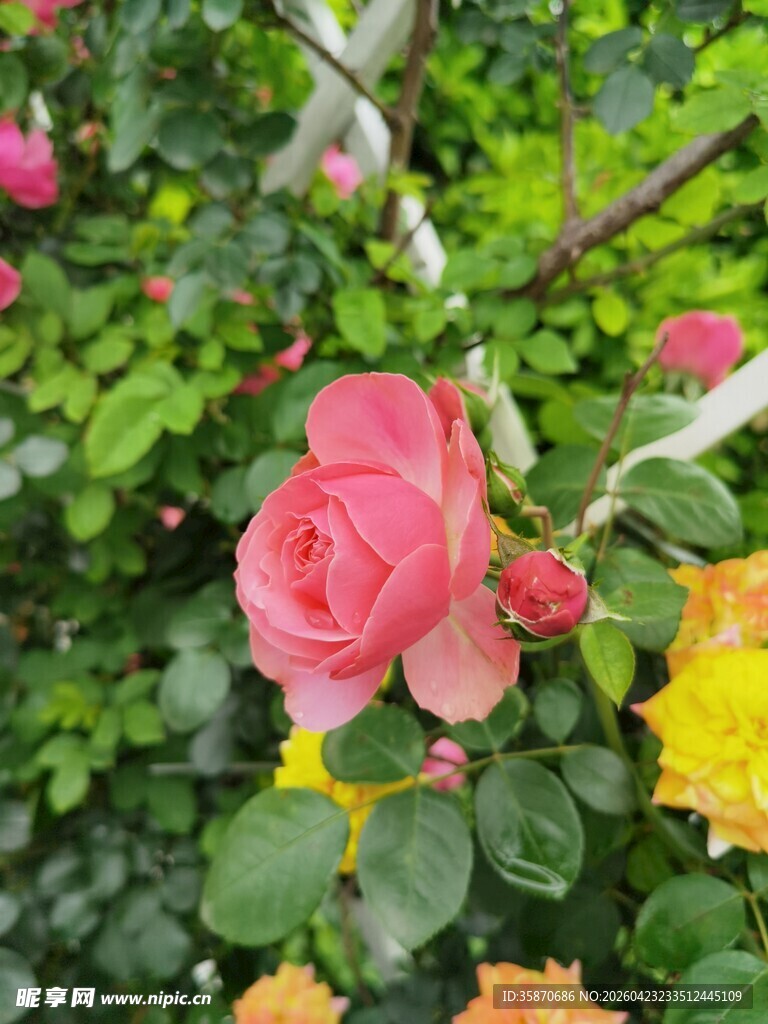 多彩娇艳的盛开玫瑰花