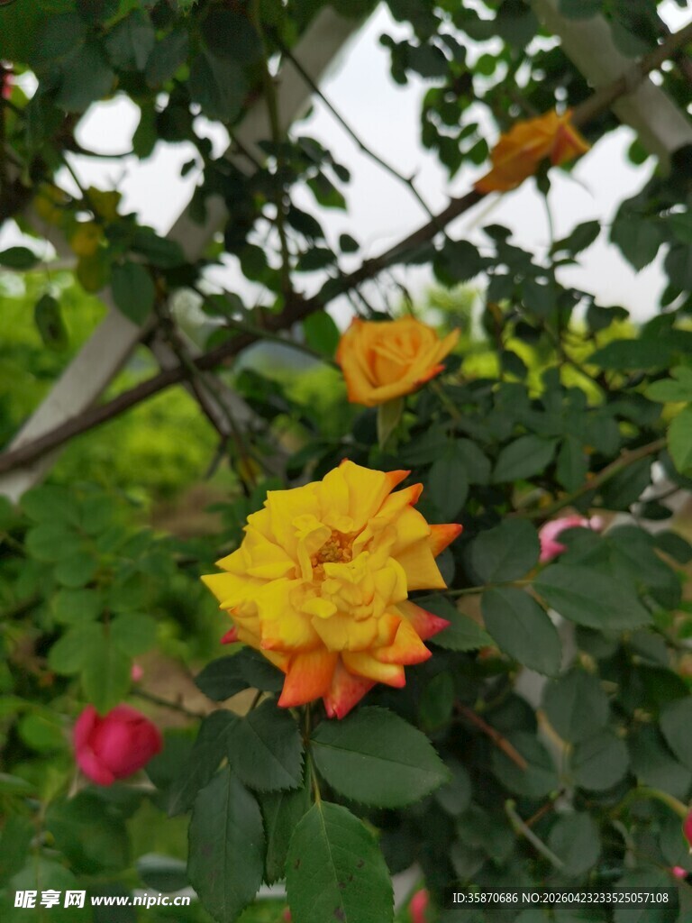 娇艳多彩月季花绽放